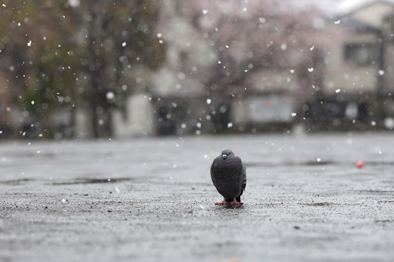 tuyết rơi trái mùa